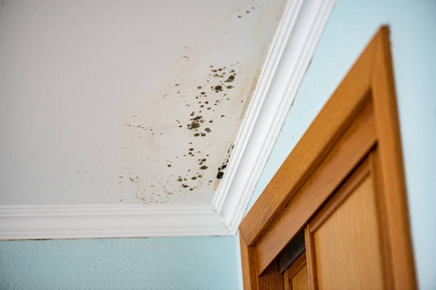 Mold Documentation for Insurance Claims in Brookville, PA